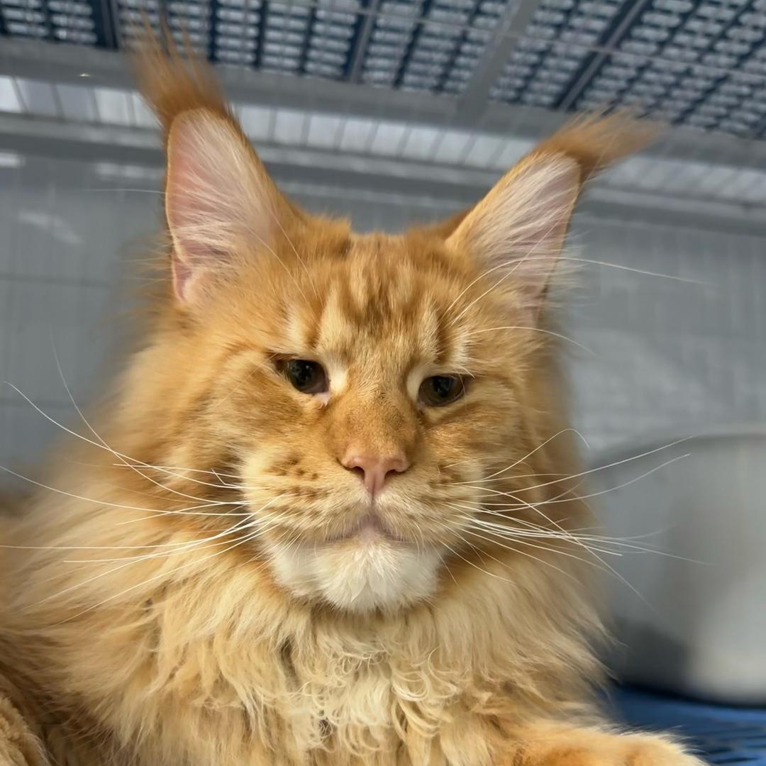 养缅因的小姐姐