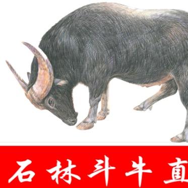 冠军争霸【原石林斗牛直播】