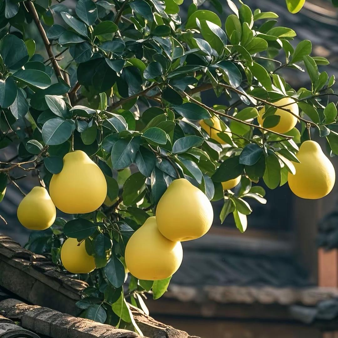 天天开心 种草🌿