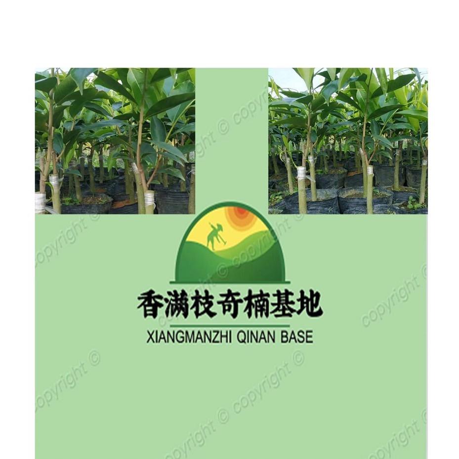 沉香种植分享（香满枝奇楠基地）