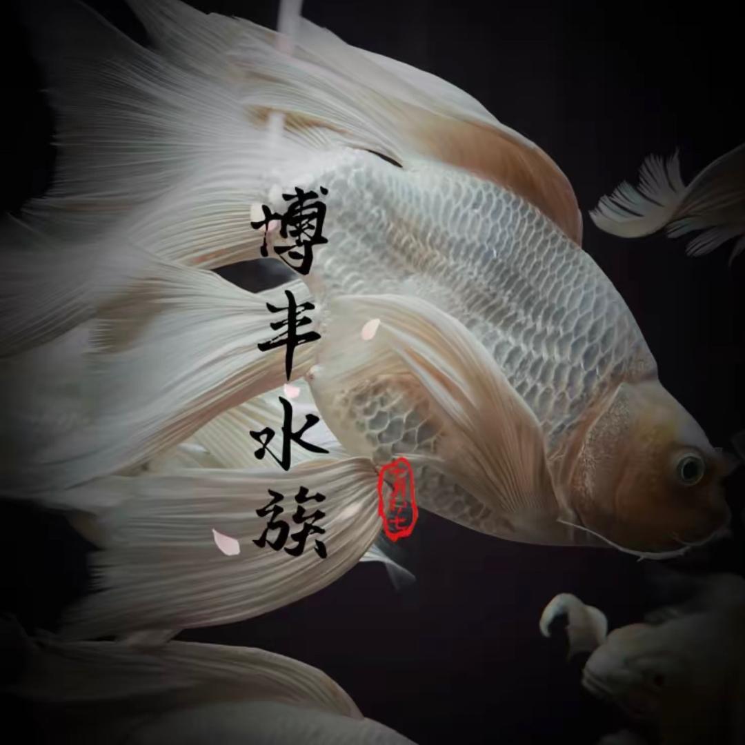 博丰水族爱蝴蝶