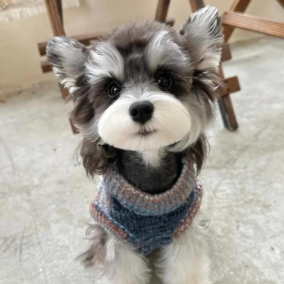 大财犬社