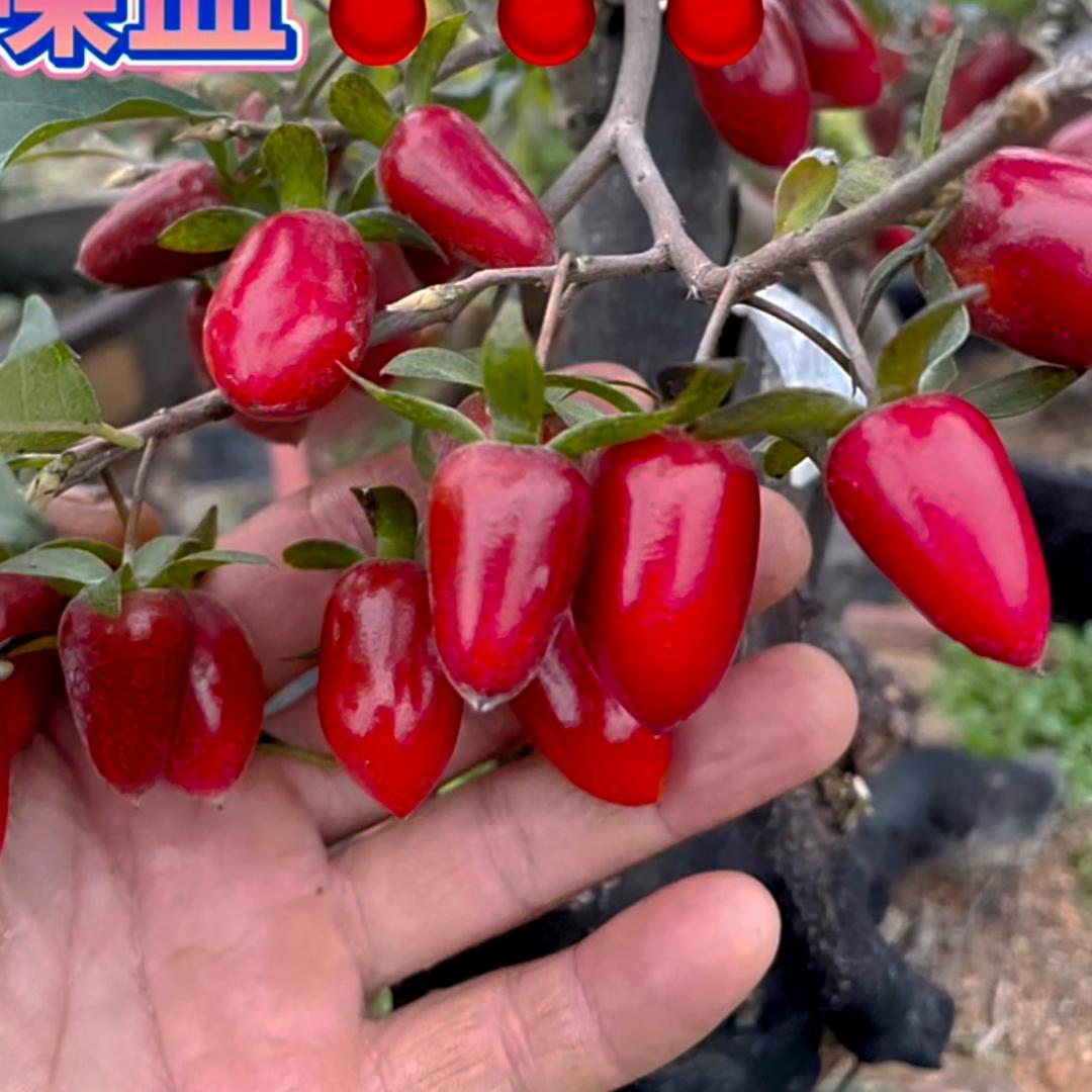 小舅子金弹子盆景爱好者