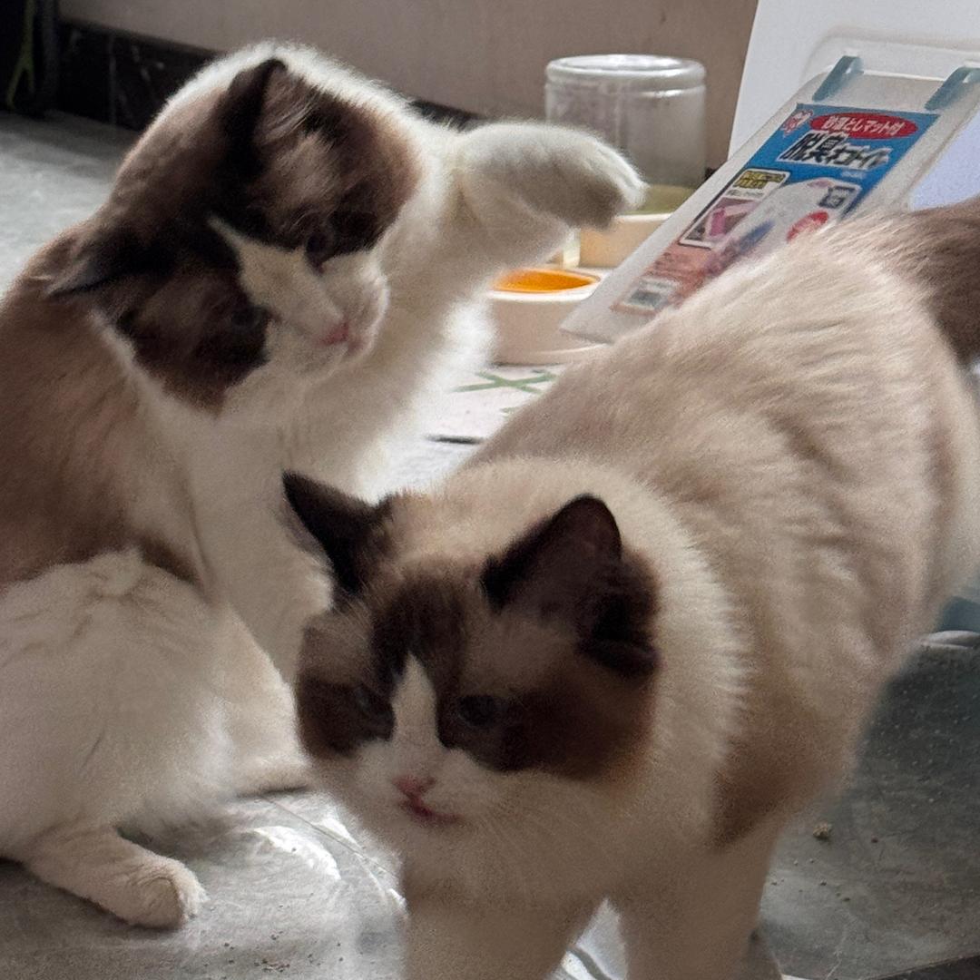 喵喵喵喵呜🐱