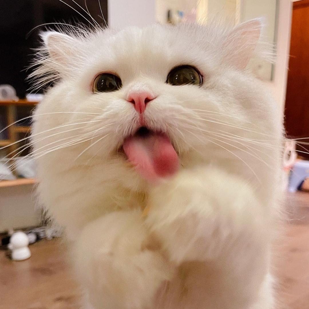 土豆是猫猫不是朵云彩