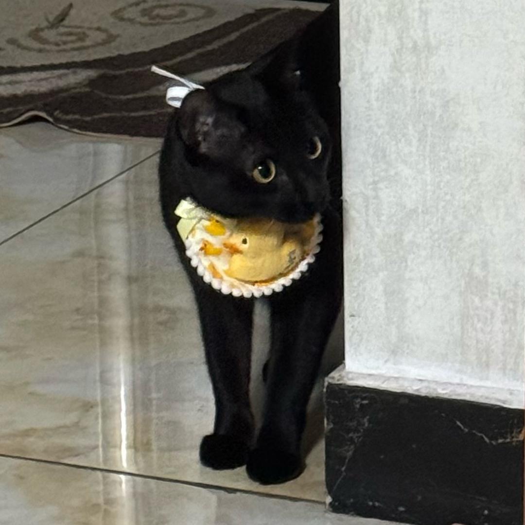 张大力（N0见过D4、展轩版）