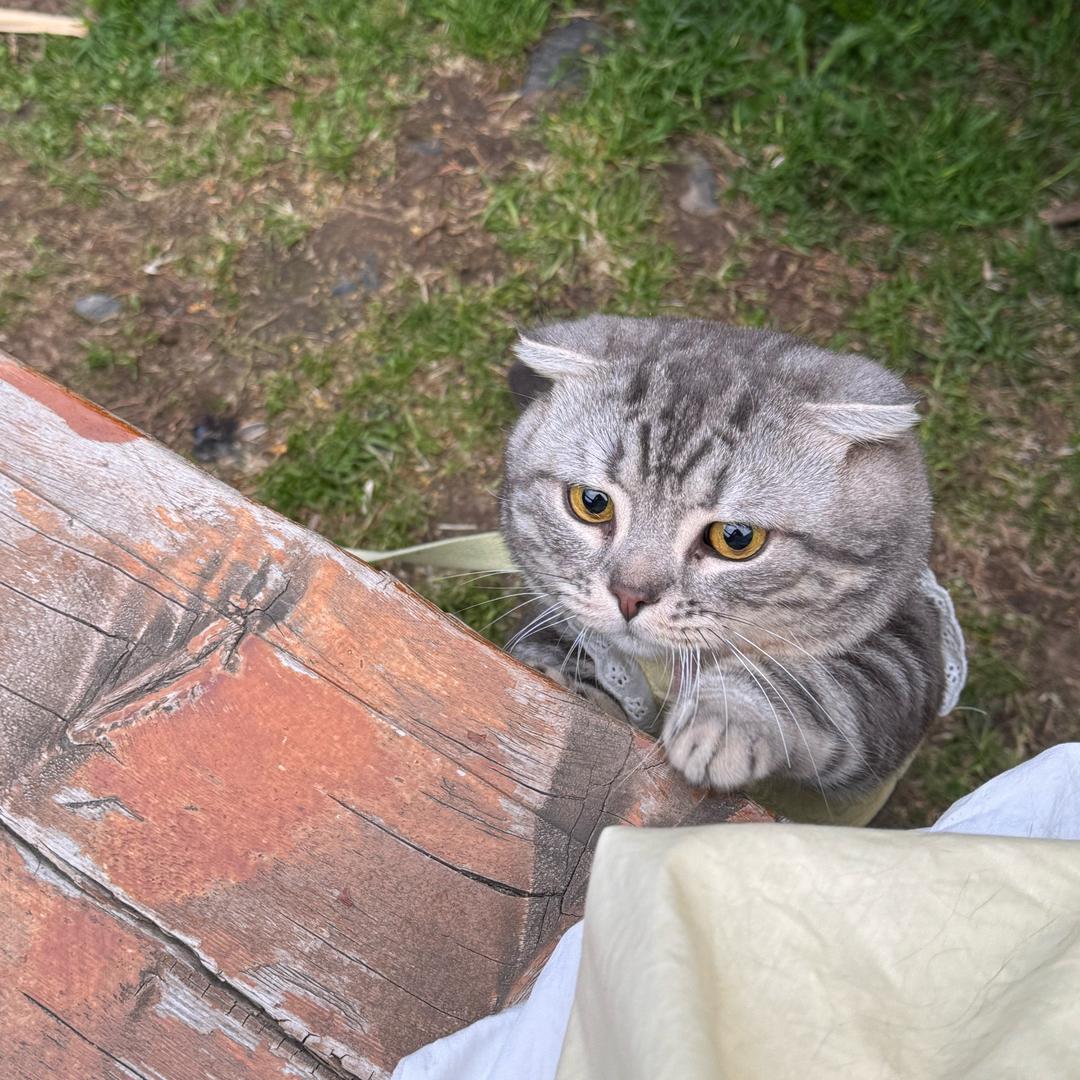 有只猫.