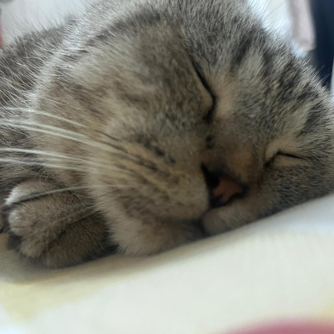梦
