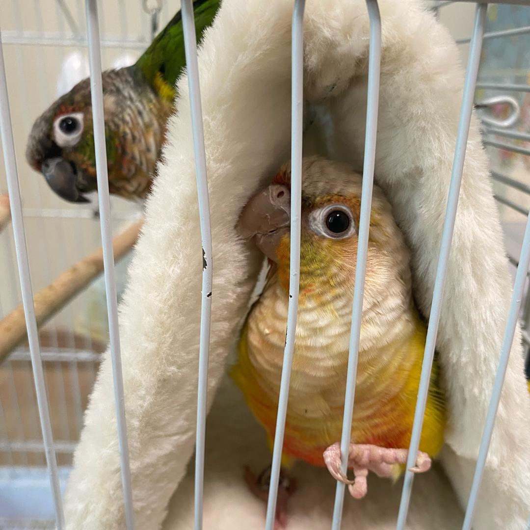 🏃🏻‍♀️** ** **