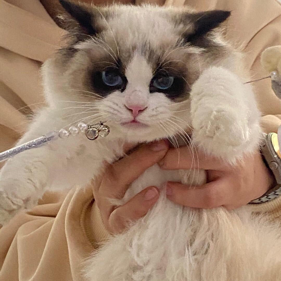 大左的八嘎猫