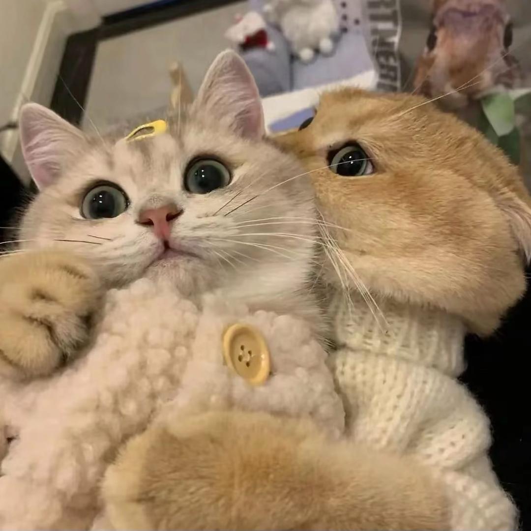 🛎️