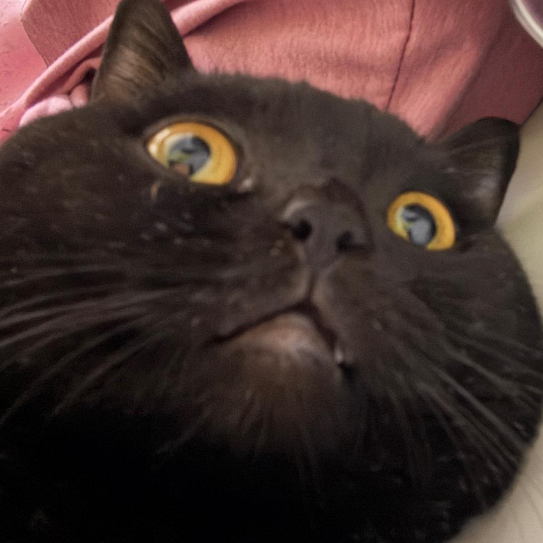 ค煤球ฅ ੭ﾞ