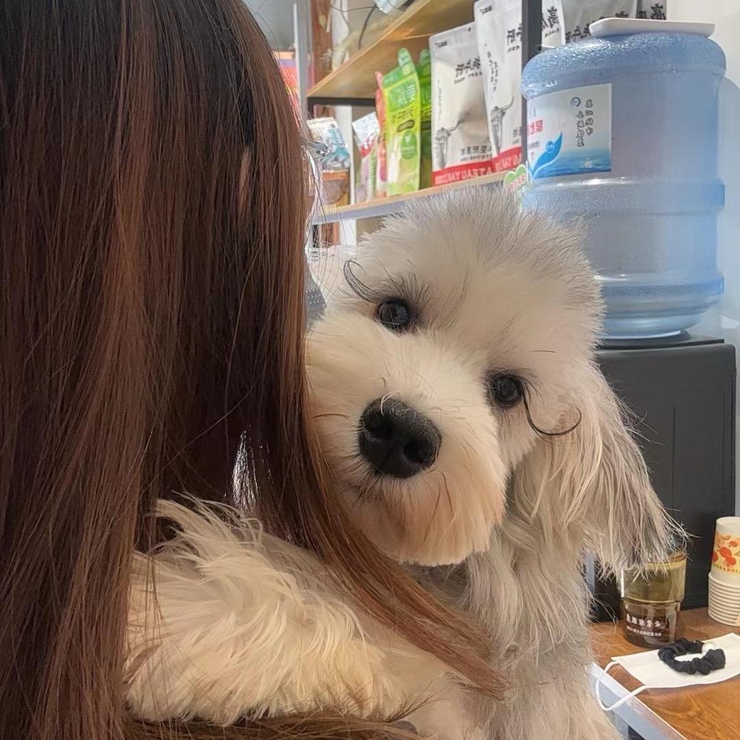 琪悦萌宠（创业版）