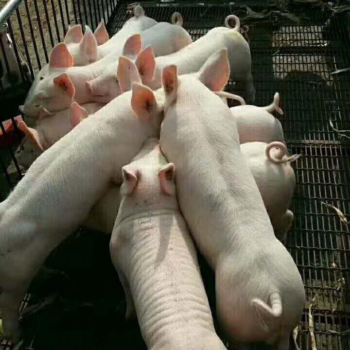 莒南县继发仔猪