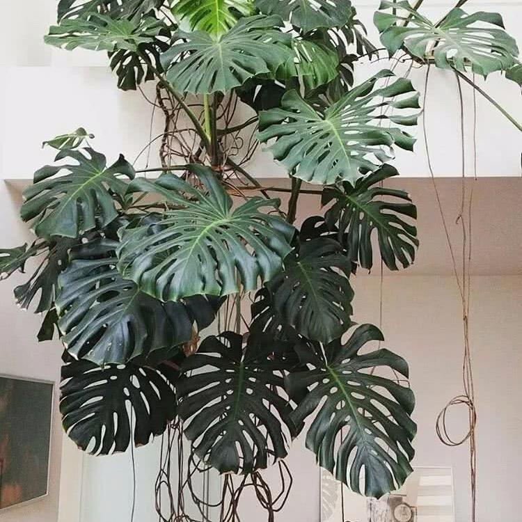 卉之道绿植卉之道
