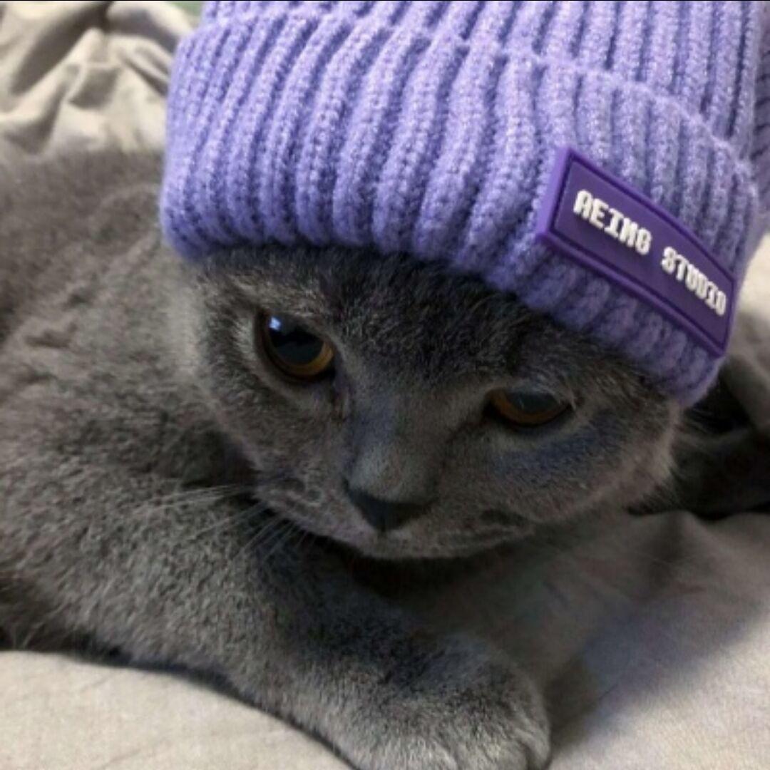 俺喜欢看猫