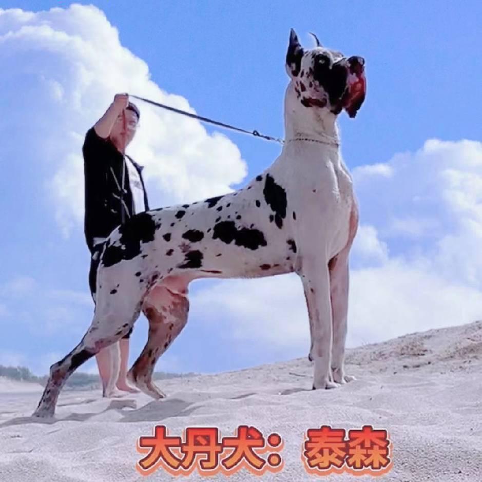 定州启航萌宠1（大丹犬）