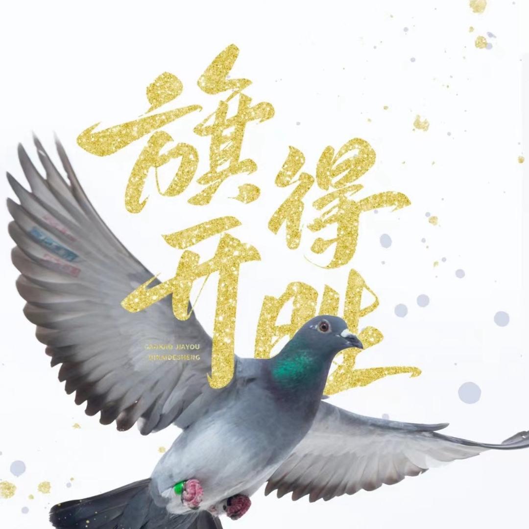 静迎飞🕊️