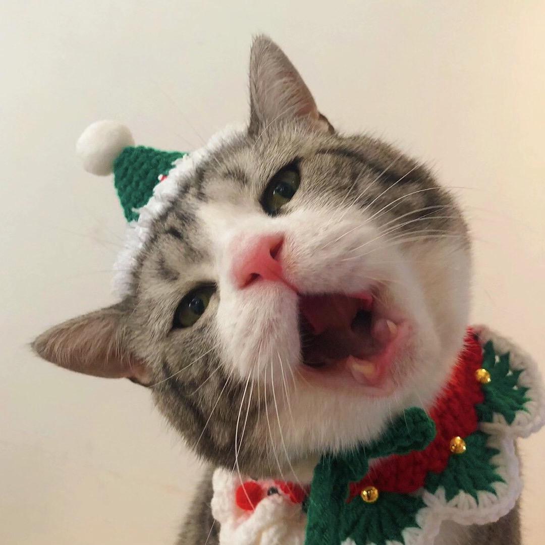 叮当猫的铲屎官