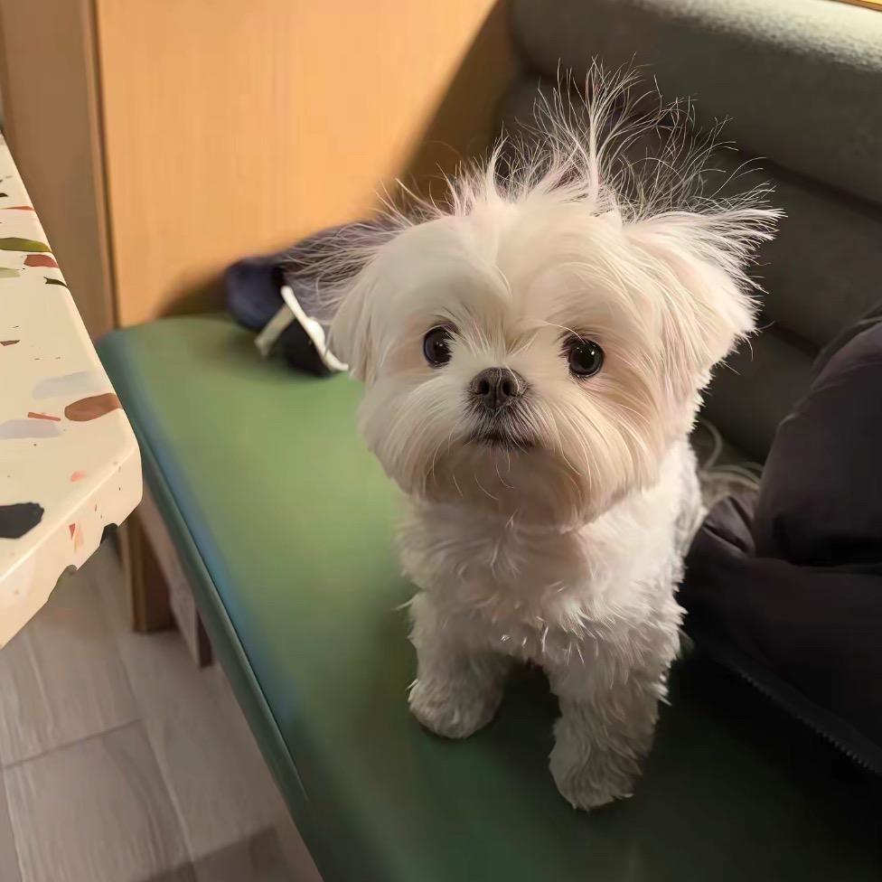 苹果大王