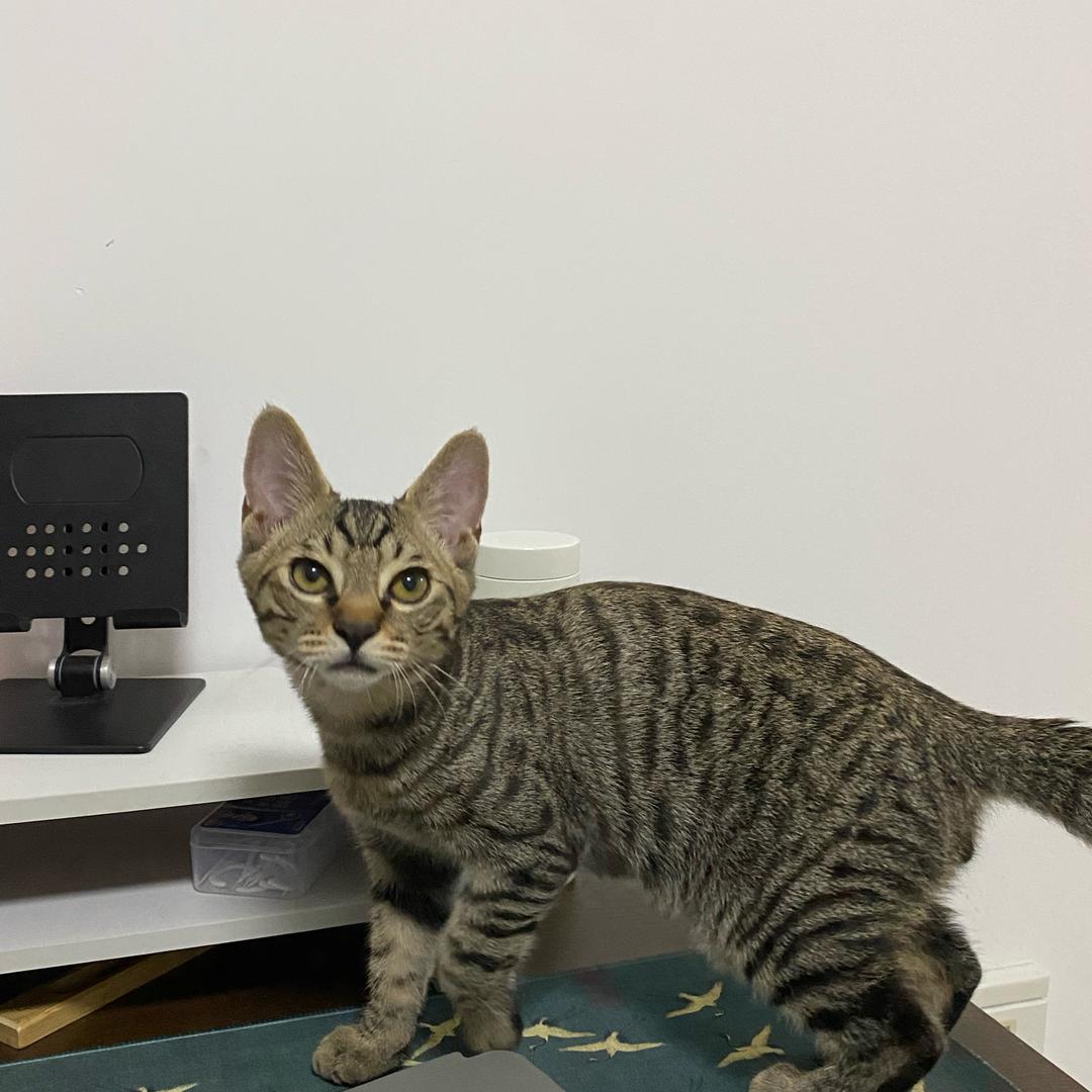 阿树🌲和斑🐈