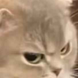 iz