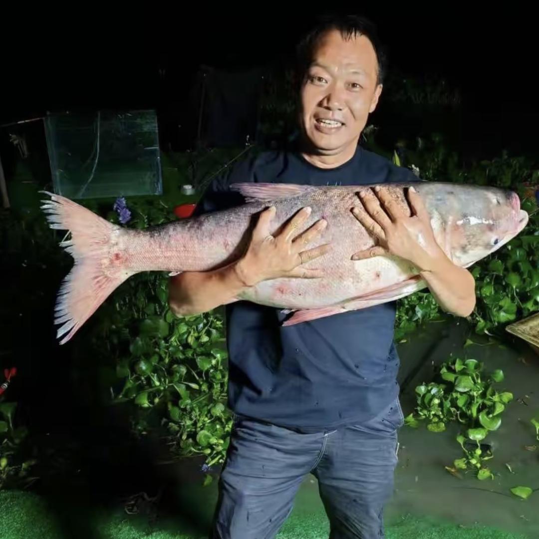 八佰老白钓鱼