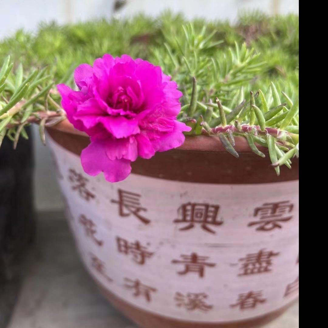 太阳花🍎
