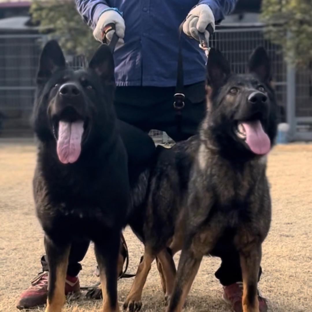 信阳天河湾犬舍