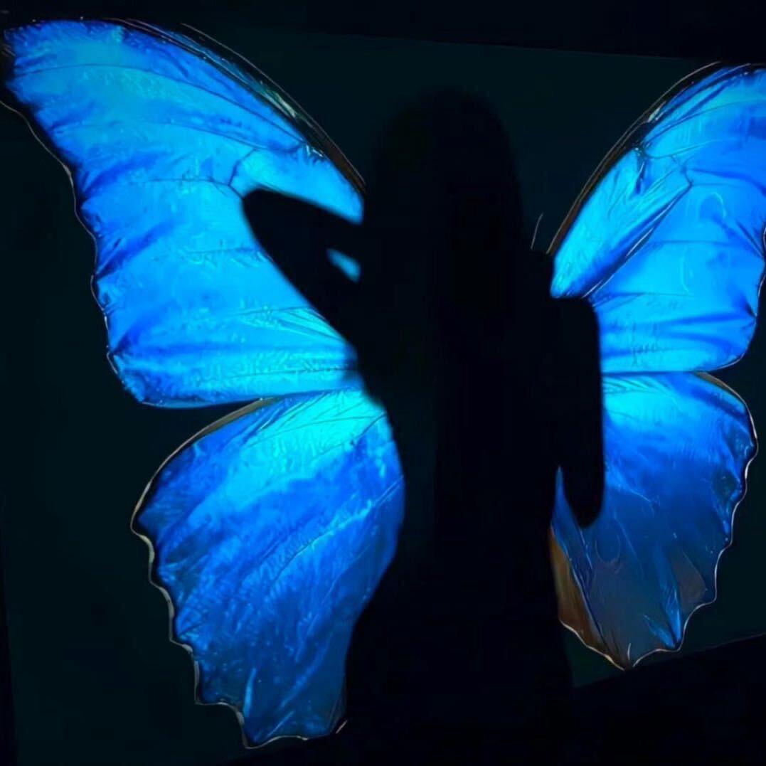 🦋（纯爱版）