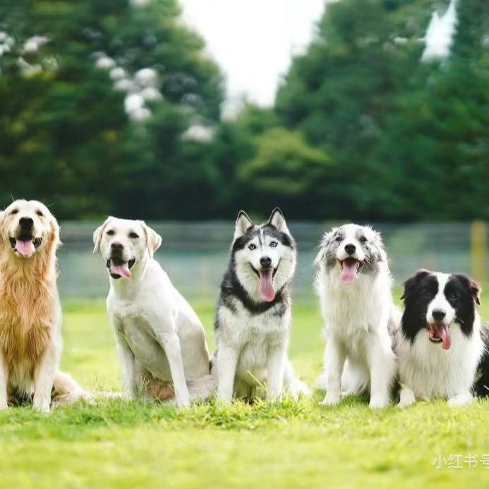 崽崽宠物批发零售