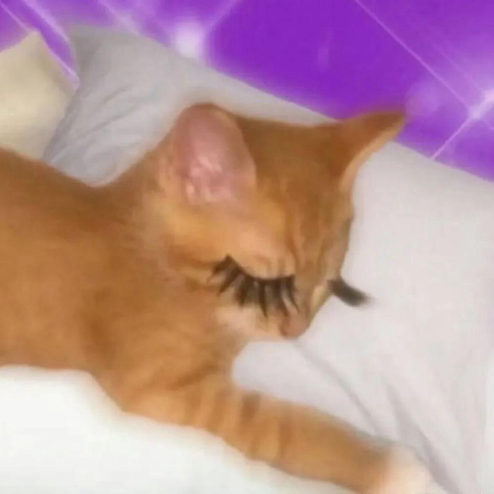 葡萄柚绿