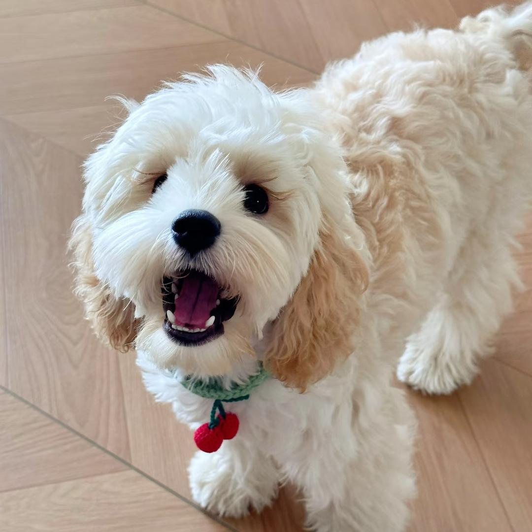 丘丘家的可卡布们