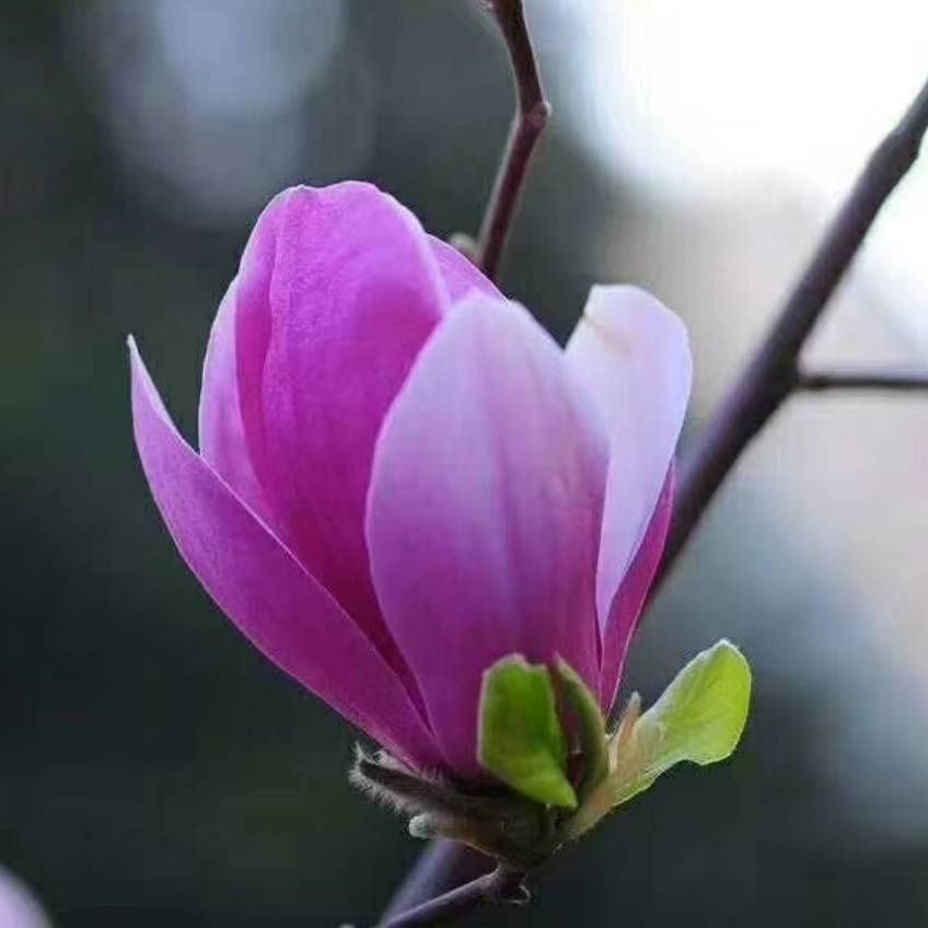 长安李雅君1