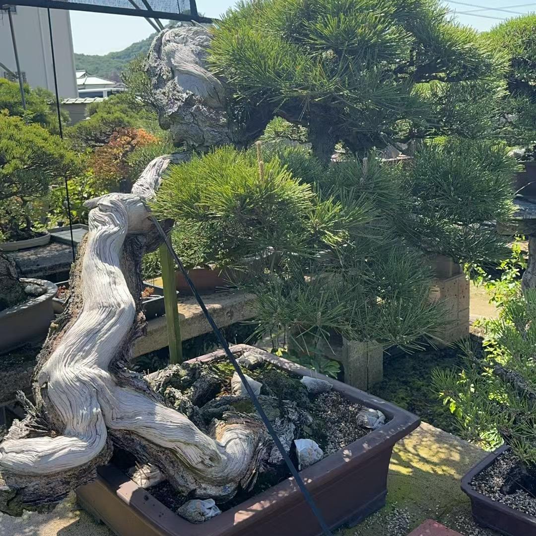 丽鹏玩盆景