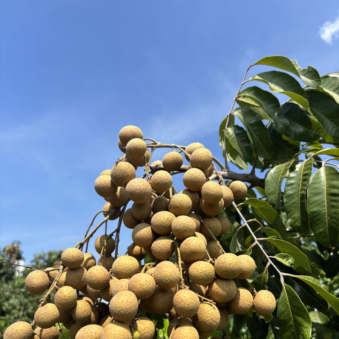 那旮旯鲜果