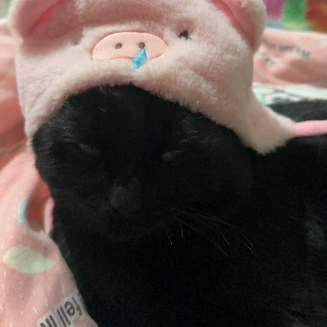 小白不是狗