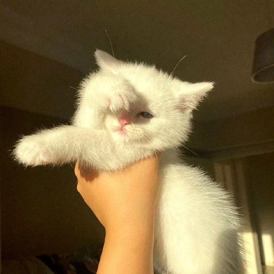 米米的ℳ̶̶̶̶iZᰔᩚhenᥫᦱ 🌸