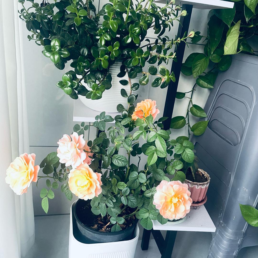 芳姐吖