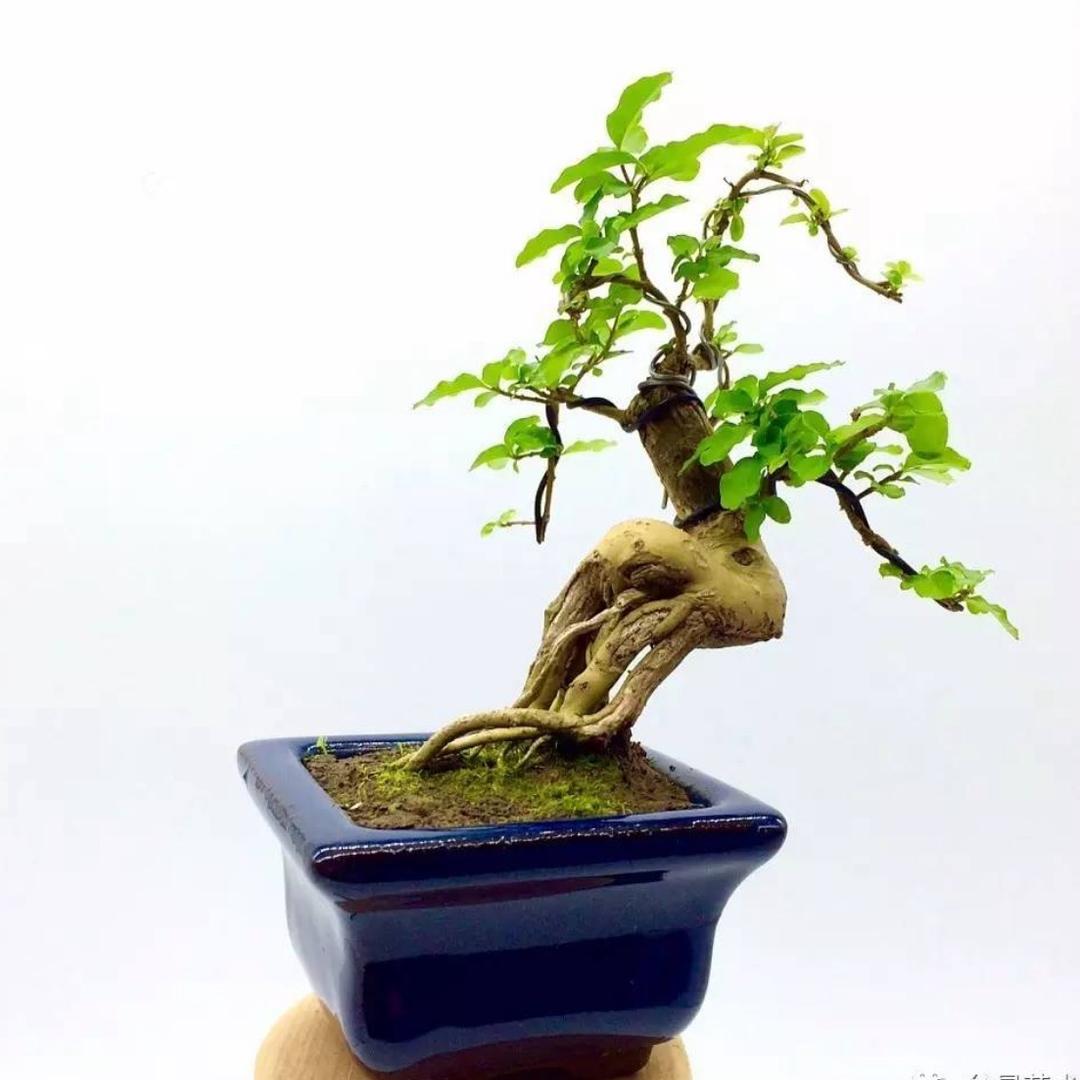 美植馆