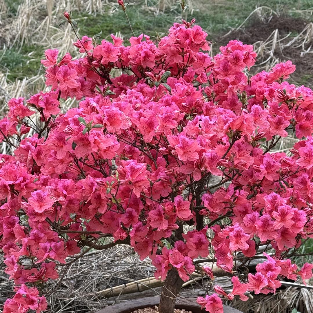 怡贝映山红园艺