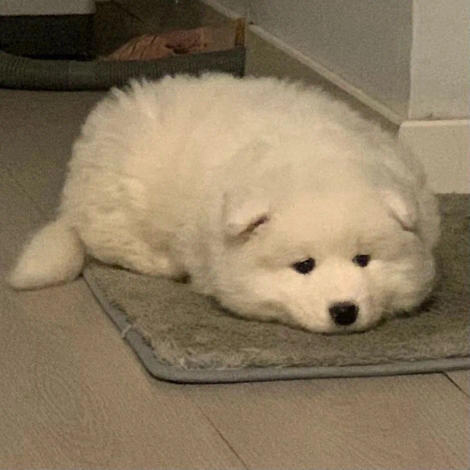 不许掉小珍珠🫧