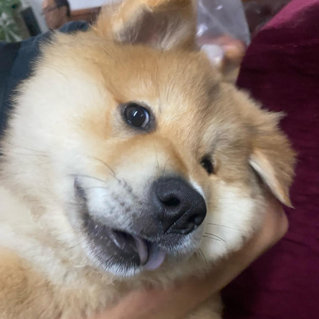 🍪