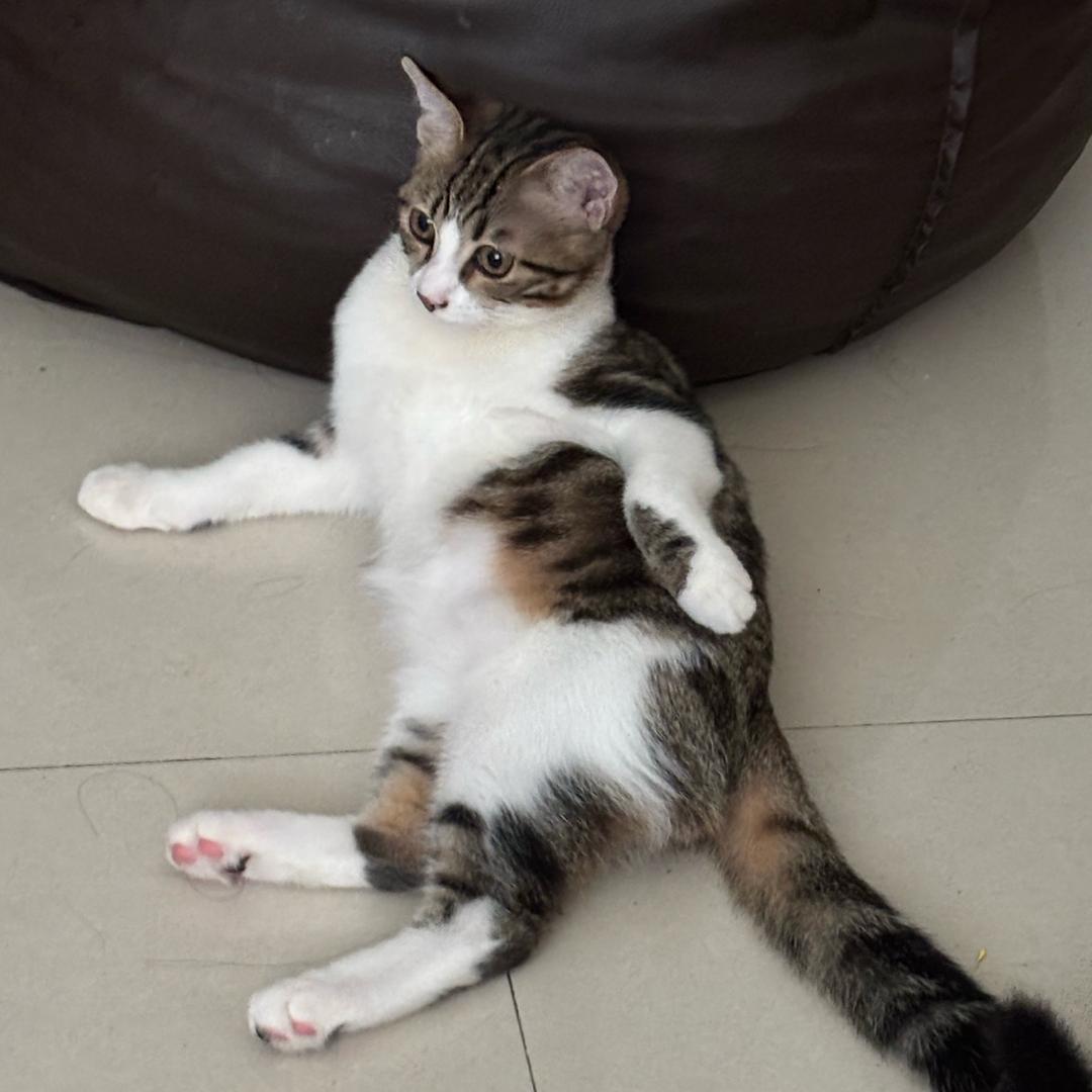 织物猫