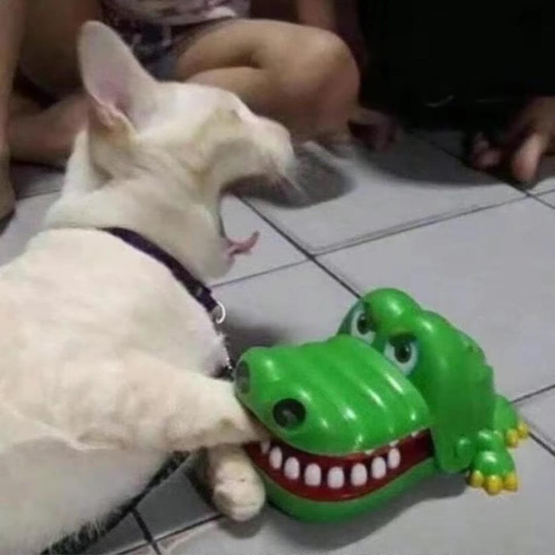 不喜欢吃黄油🦀