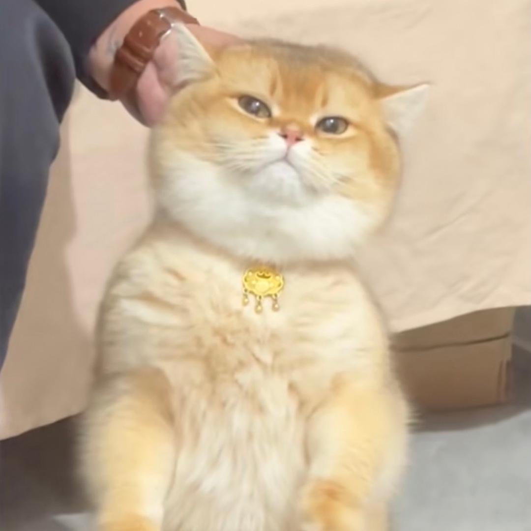 山木木1