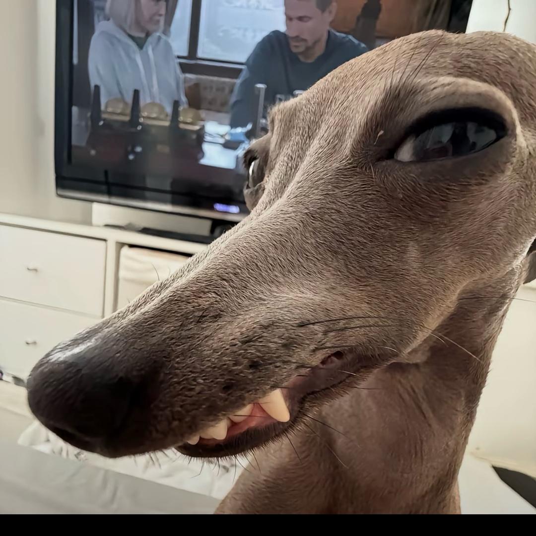 瑶