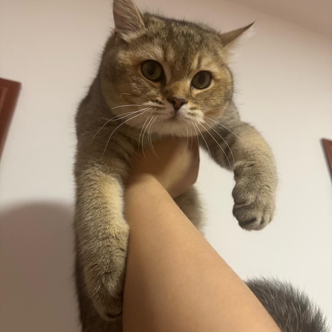桃之夭夭