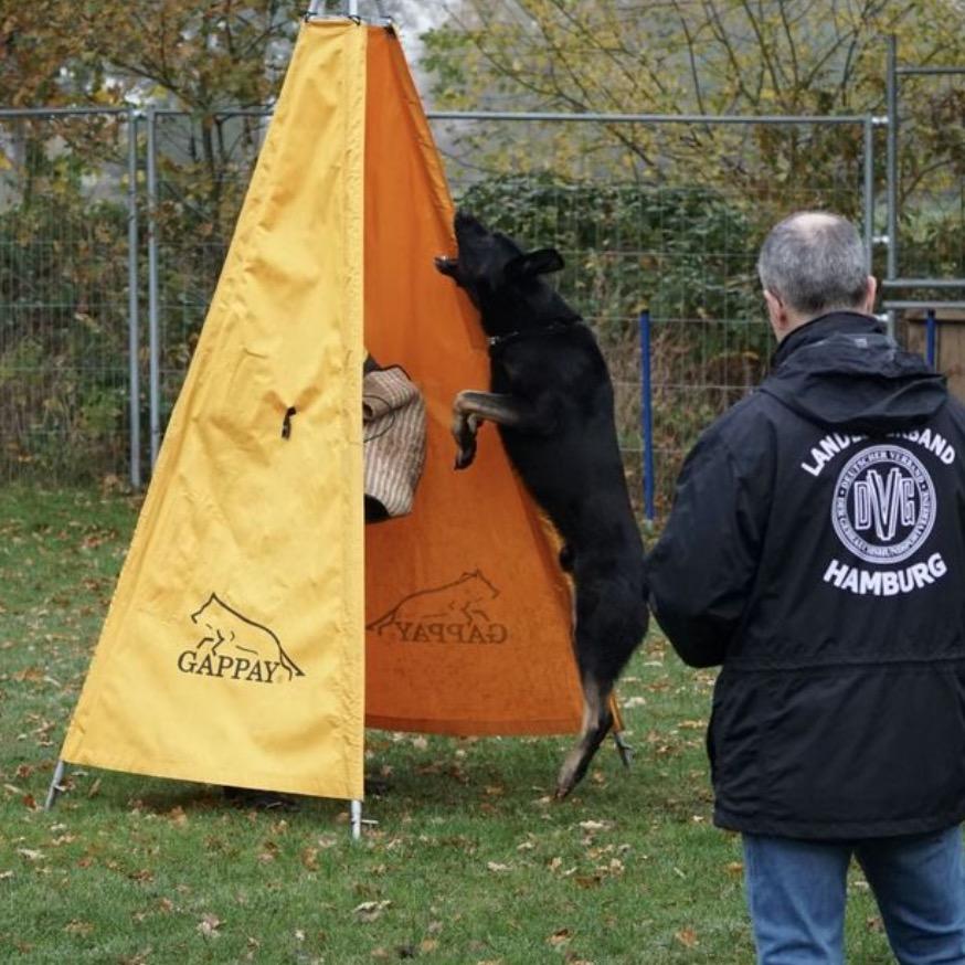 嘉诚—潍坊CSV旭牧犬舍