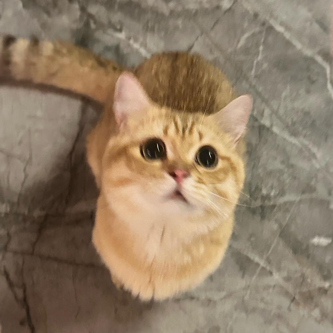 三只猫·巴斯克